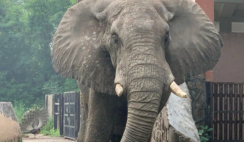 Shankar the African elephant